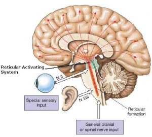 Master Your Mind, Master Your Physique – Part 3: Your Reticular Activating System